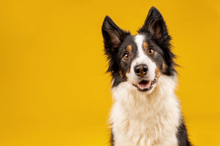 Genius or Goofball? Test Your Dog’s IQ in Minutes