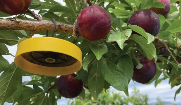 Safe, Simple, Successful: Here’s an Eco-Friendly Fruit Fly Solution